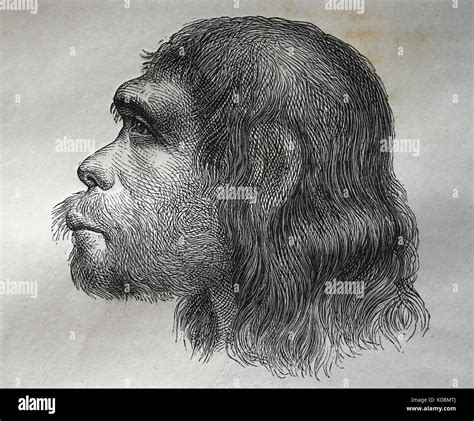 Neanderthal reconstruction hi-res stock photography and images - Alamy