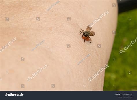 Female Common Horse Fly Cleg Fly Stock Photo 2508078527 | Shutterstock
