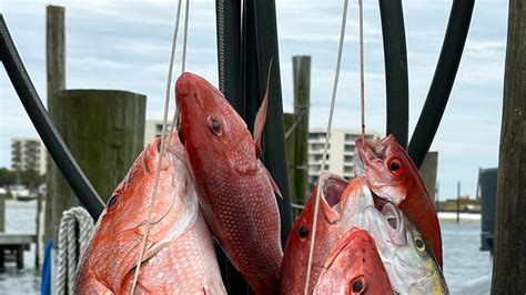 Outdoors expert breaks down red snapper, lobster mini seasons on podcast