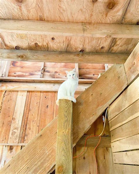 TRACTOR SUPPLY CO. - 1920 W Wheeler Ave, Aransas Pass TX - Hours, Directions, Reviews - Loc8NearMe