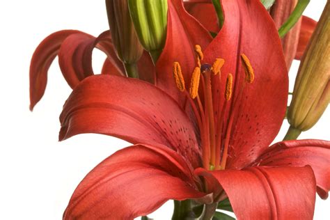 Asiatic Lily - FloraLife