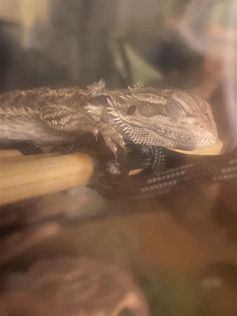 Shhh the bb iz sleepin! (I turn 2 months old this week !) : r/BeardedDragons