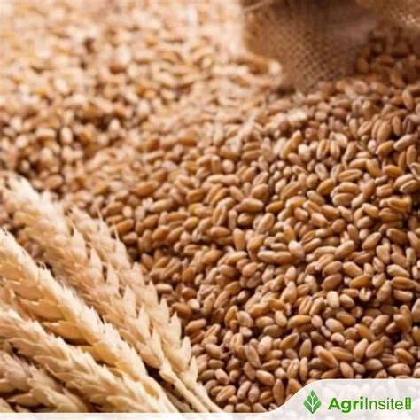 Kazakhstan to export wheat to Kyrgyzstan - AgriInsite