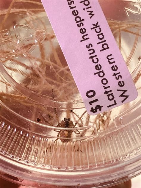 Sexing black widows : r/Entomology