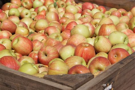 Fruit Fly Uk 2022 at Anitra Bourne blog