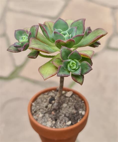 Aeonium haworthii