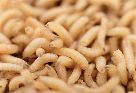 What Do Maggots Look Like - Katynel