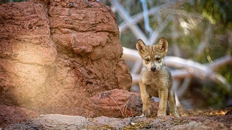 Colorado's Secondary Draw Application Period Begins June 20th