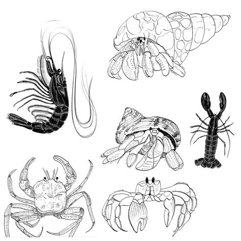 Hermit Crab Sketch at PaintingValley.com | Explore collection of Hermit ...
