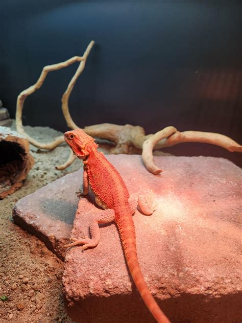 Bearded dragon setup : r/BeardedDragons