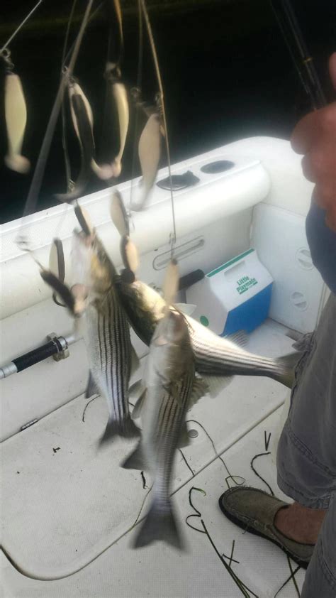 32" Black Back Umbrella Rig | Bass fishing, Fish, Bass fishing tips