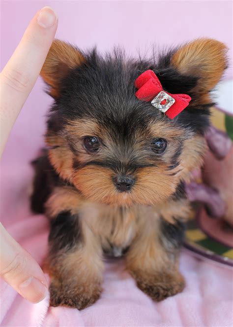 Delightful Teacup Yorkshire "Yorkie" Terrier Puppies for Sale | Teacups ...