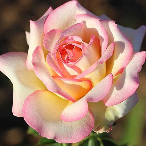 20 popular rose varieties 🌹 🎉 Roses that steal the show