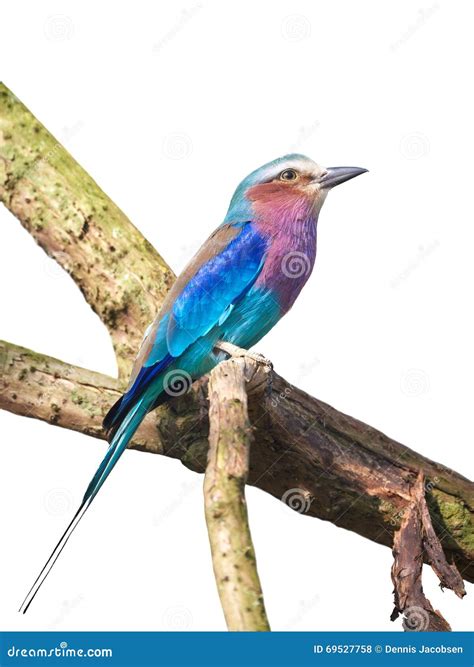 Lilac-breasted Roller (Coracias Caudatus) Stock Photo - Image of bird, fauna: 69527758