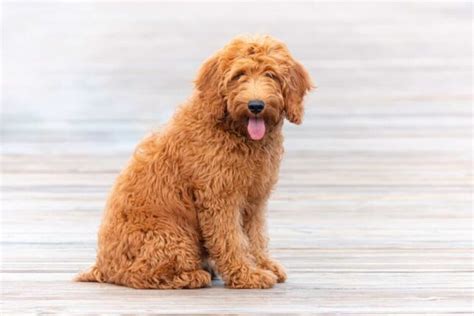 Full Grown Mini Goldendoodle Size: How Big Are They?