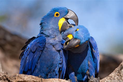 Hyacinth Macaws | Will Burrard-Lucas