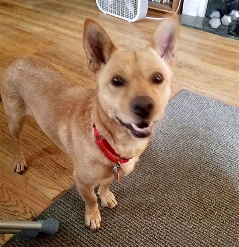 Adopt Baine on Petfinder | Corgi terrier mix, Terrier mix dogs, Pet ...