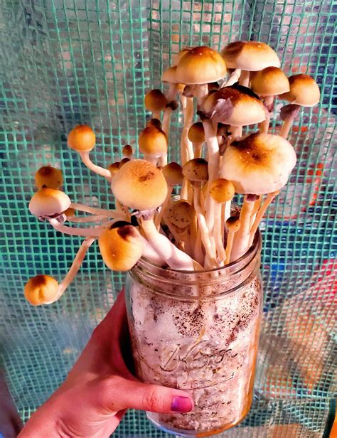 Growing from quart, pint & half pint glass jars : r/experimyco