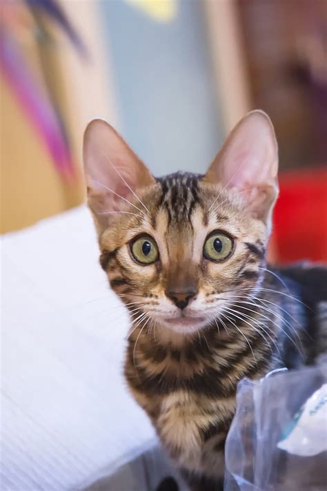 Are Bengal Cats Allergy Friendly – What You Should Know – FAQcats.com