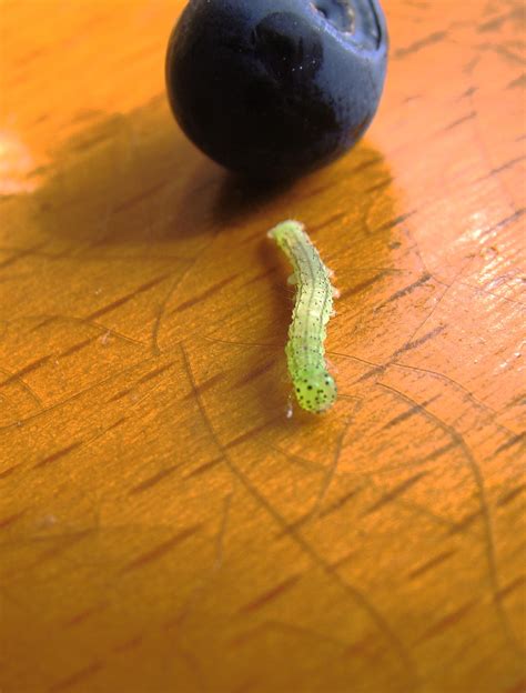 Little green caterpillar 3 by Panopticon-Stock on DeviantArt