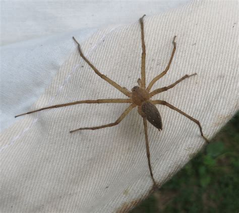 Spiders of North Carolina