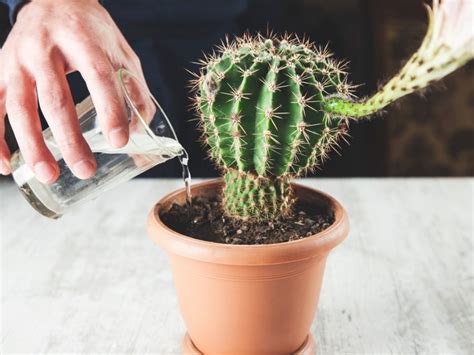 How To Care For Cactus - www.inf-inet.com