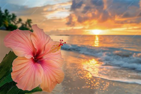 Premium Photo | Tropical Hibiscus Flower on Beach at Sunset with Ocean ...