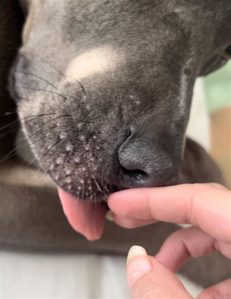 Whisker Bumps : r/pitbulls