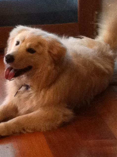 My half golden retriever Sammy. : r/samoyeds