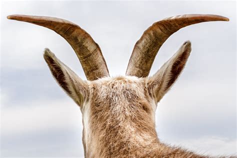 Can You Show A Goat With Horns at Wesley Simmons blog