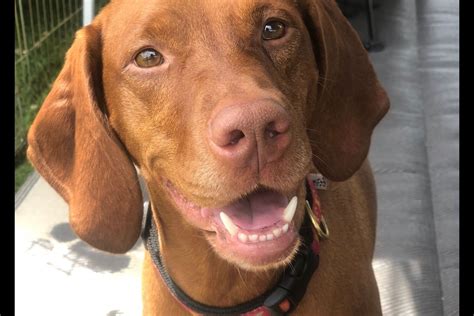 Vizsla Puppies For Sale - AKC PuppyFinder