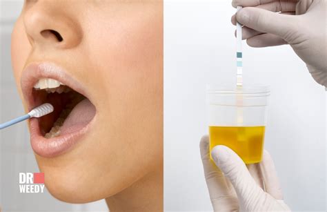 Drug Detection Times for Marijuana in Mouth Swab Tests