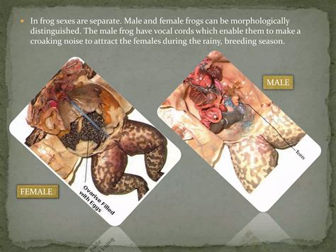 Reproductive system of frog | PPTX