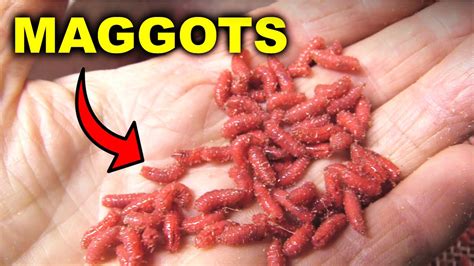 How Maggots are Made 🤢 (But they work!) - YouTube