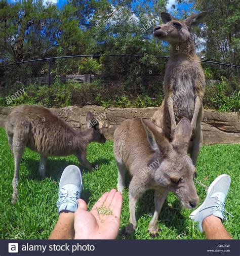 Kangaroos Group Stock Photos & Kangaroos Group Stock Images - Alamy