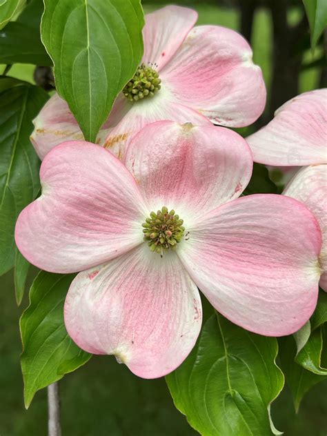 Dogwood Stellar Pink® - Stadler Nurseries