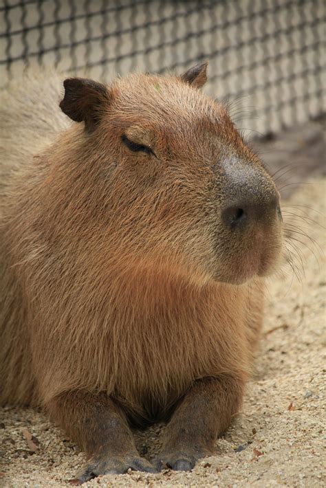 How to Care for a Capybara as a Pet - Baby Capybara