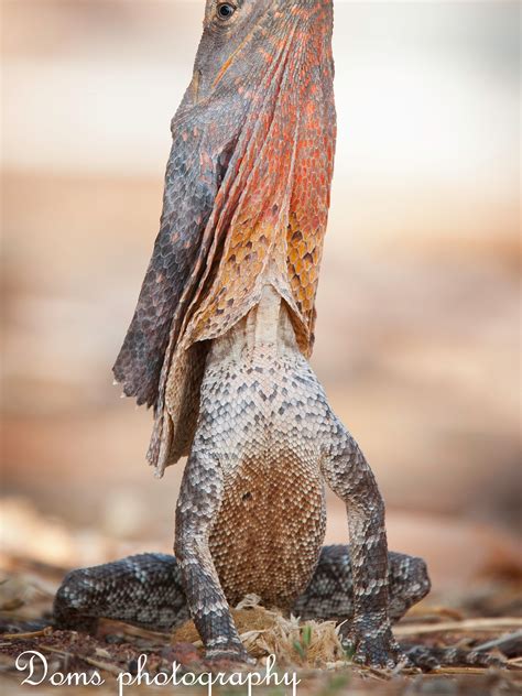 Frilled Dragon Lizard