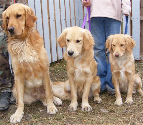 √√ Miniature Golden Retriever Delaware USA - Buy Puppy In Your Area