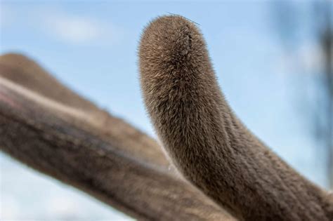 Deer Antler Velvet: What Is It And What Are The Benefits? - A-Z Animals
