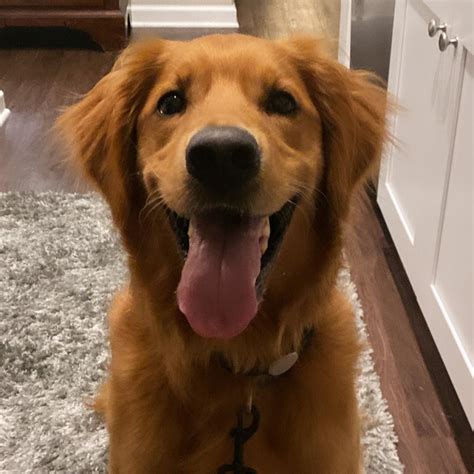 Adoptions - Adopt a Golden Birmingham