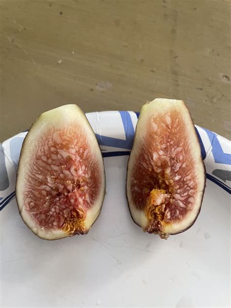 AMBIL SEKARANG