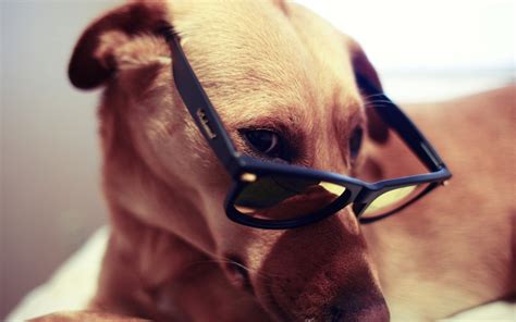 🔥 [30+] Dog With Glasses Wallpapers | WallpaperSafari