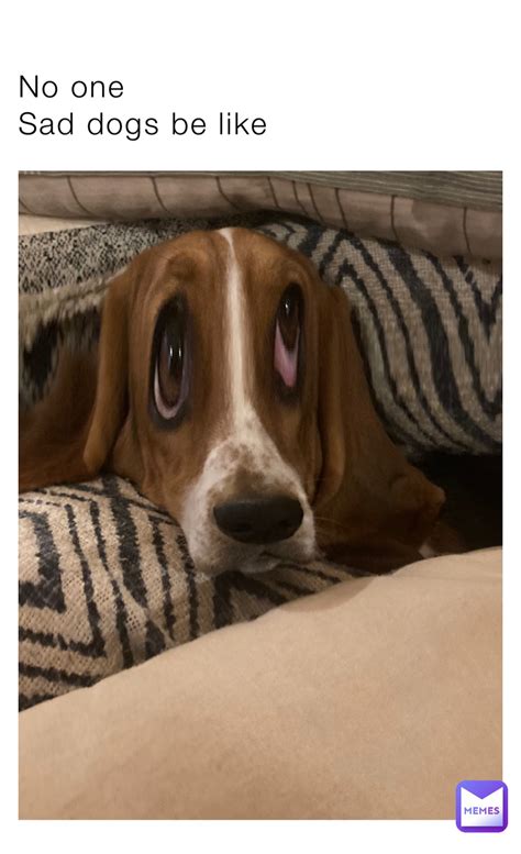 Sad Dog Meme