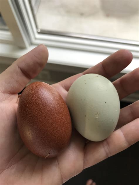 So excited that some of my new pullets are laying the colorful eggs ...