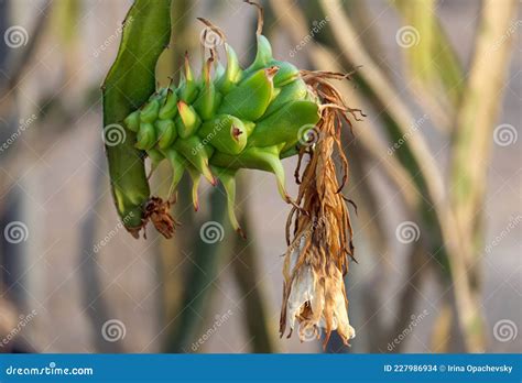Pitaya, or Pitahaya, or Dragon Fruit Stock Photo - Image of cactus ...