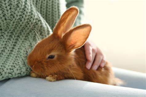Are Rabbits Good Pets For 8 Year Olds at Kevin Sturgis blog