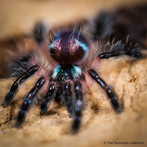 Typhochlaena seladonia — The Tarantula Collective