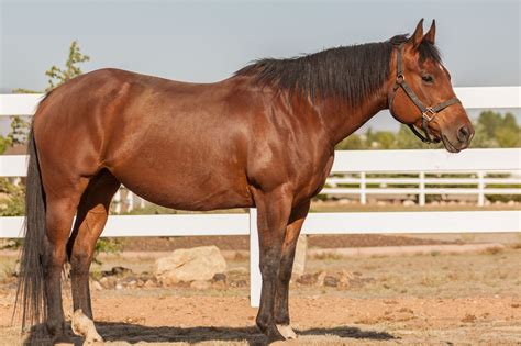Inquiring Minds: Is a Quarter Horse a Warmblood? - Horse Rookie