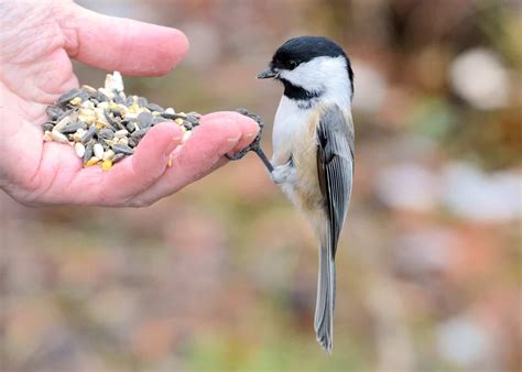 Can Birds Eat Rice? Tips on Rice Products & Bird Safety!